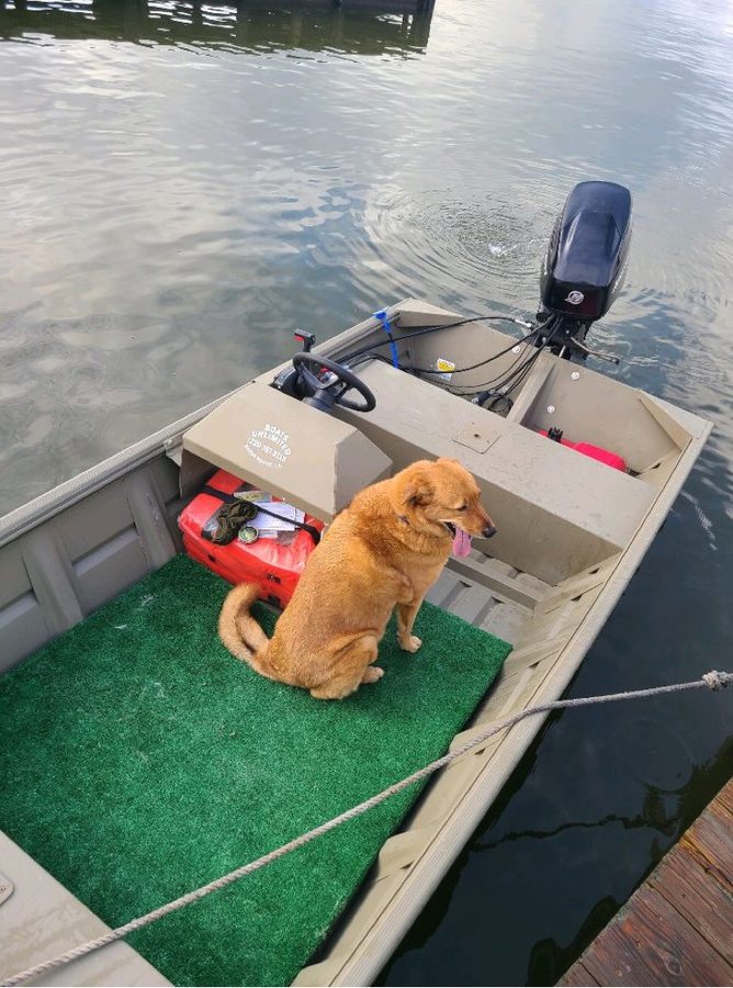Douille sitting in a johnboat at the dock, tongue out, beside the wheel