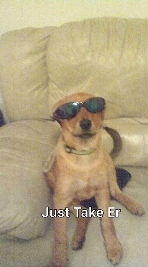 Douille on the couch in sunglasses, captioned “Just Take Er”