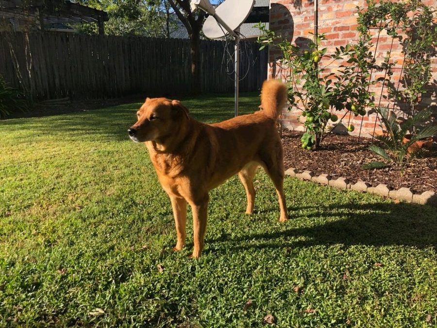 Douille standing in the backyard grass in the sun